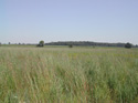 Various warm season grasses in the hunting grounds